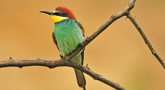 European Bee Eater